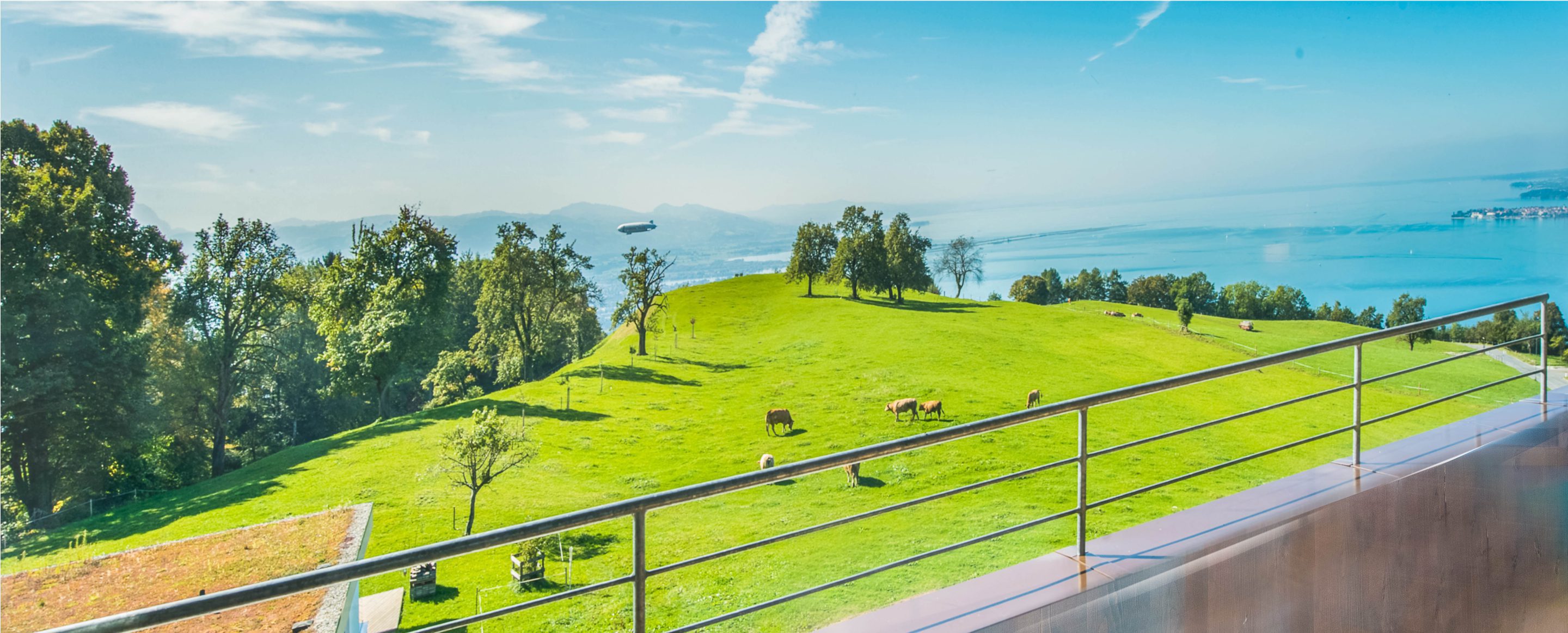 Ausblick von einer Suite auf die umliegende Wiese mit Kühen und Blick auf den Bodensee