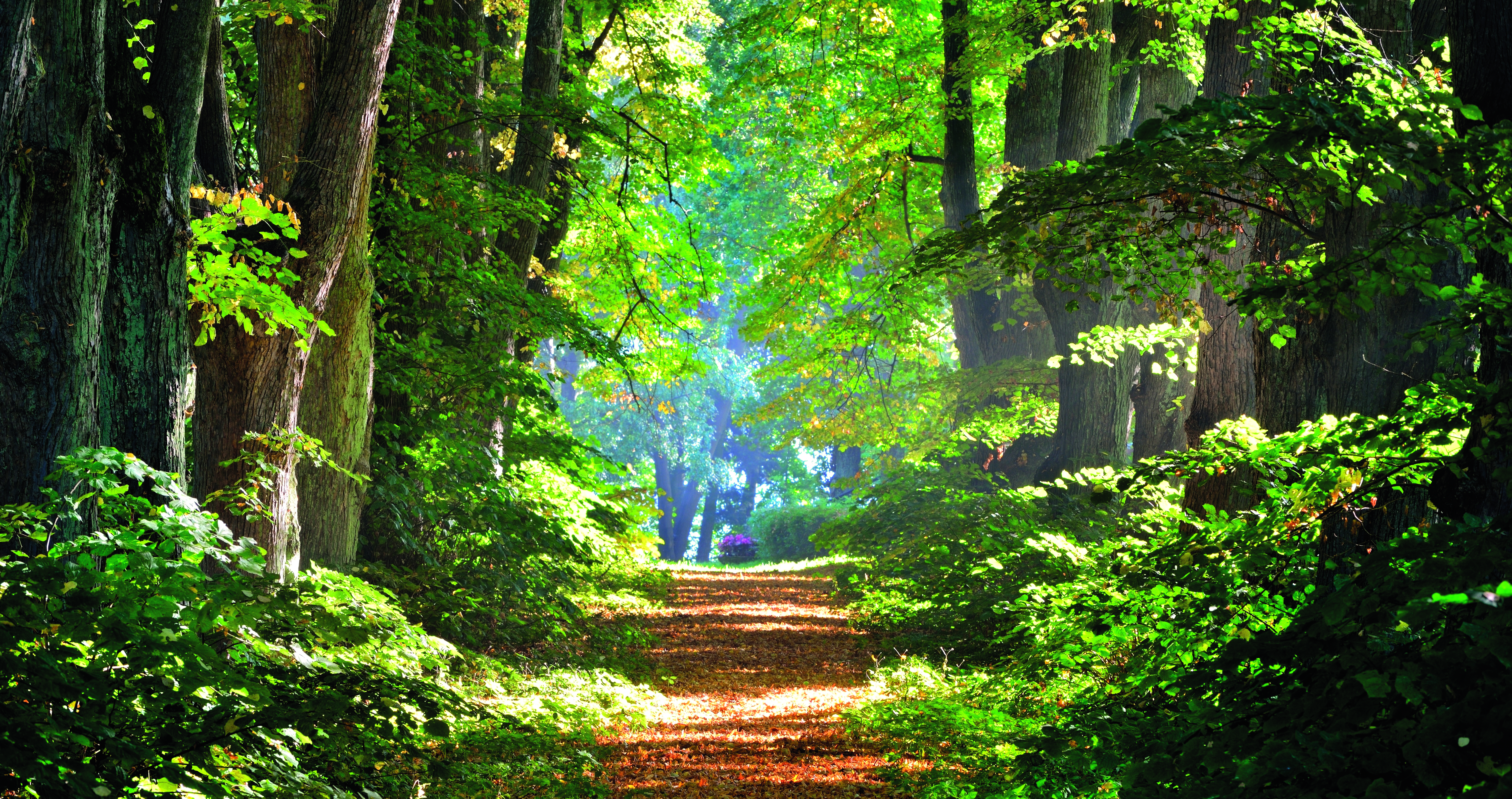 Wanderweg im Wald am Pfänder, Lochau Bodensee Vorarlberg
