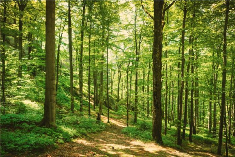 Aufnahme eines Weges mitten im Wald umgeben von vielen Bäumen